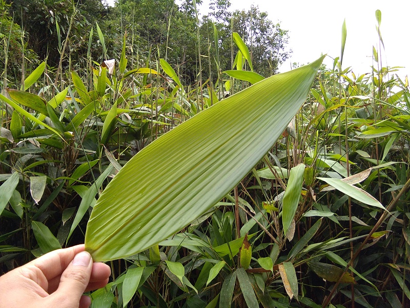 粽叶是什么植物的叶子